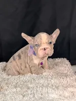 Iirriss, a female French Bulldog for sale in Broomfield, CO – 1 of 4