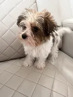 Smore, a male Yorkshire Terrier for sale in Broomfield, CO – 1 of 3