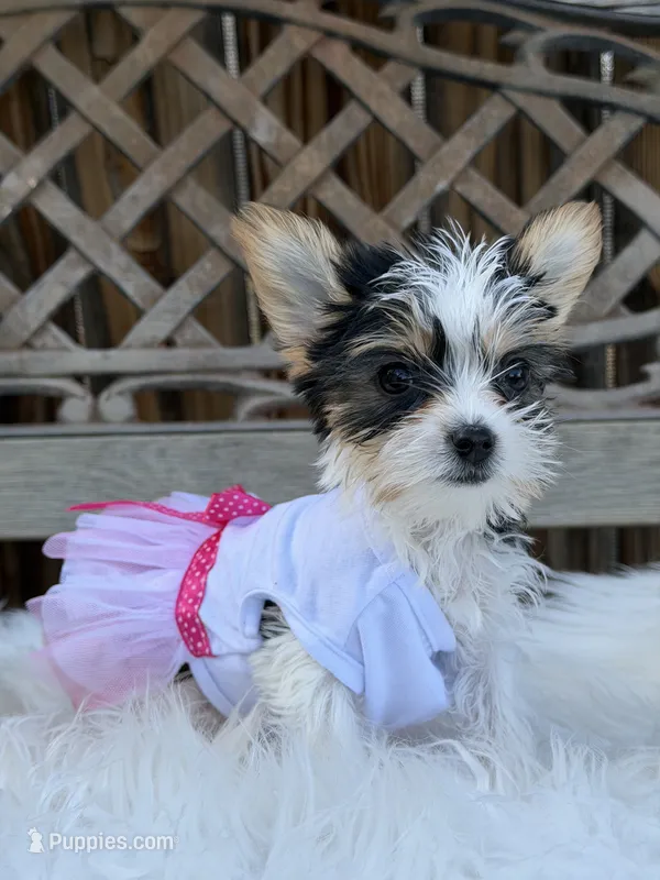 Oreo – Yorkshire Terrier puppy for sale in Broomfield, CO