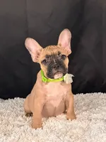 Mocha, a female French Bulldog for sale in Broomfield, CO – 2 of 3