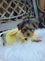 Poppy, a female Yorkshire Terrier for sale in Broomfield, CO – 2 of 3