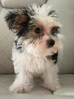 Dominoe , a male Yorkshire Terrier for sale in Broomfield, CO – 3 of 3