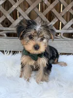 Duke, a male Yorkshire Terrier for sale in Broomfield, CO – 2 of 4