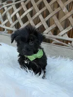 Crow, a female Yorkshire Terrier for sale in Broomfield, CO – 2 of 3