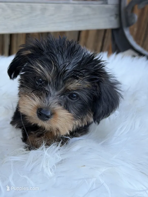 Bo – Yorkshire Terrier puppy for sale in Broomfield, CO