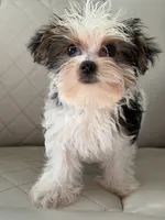 Dominoe , a male Yorkshire Terrier for sale in Broomfield, CO – 2 of 3