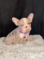 Iirriss, a female French Bulldog for sale in Broomfield, CO – 3 of 4