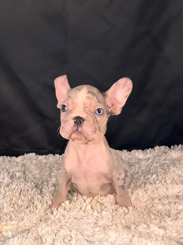 Little Paw – French Bulldog puppy for sale in Broomfield, CO