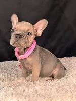Caramel, a female French Bulldog for sale in Broomfield, CO – 3 of 3