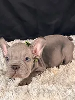 Bluey, a male French Bulldog for sale in Broomfield, CO – 3 of 3