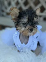Fanny, a male Yorkshire Terrier for sale in Broomfield, CO – 1 of 4