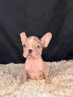 Little Paw, a female French Bulldog for sale in Broomfield, CO – 3 of 3