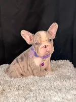 Lilly blue, a female French Bulldog for sale in Broomfield, CO – 2 of 3