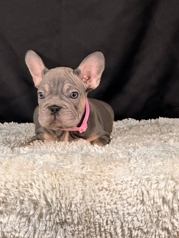 Violet – French Bulldog puppy for sale in Broomfield, CO