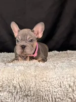 Violet, a female French Bulldog for sale in Broomfield, CO – 1 of 4