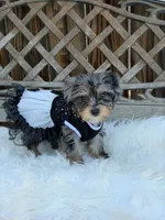Dolly, a female Yorkshire Terrier for sale in Broomfield, CO – 2 of 3