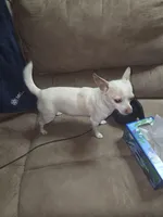 Rascal, a male Chihuahua for sale in Stedman, NC – Photo 1 of 5