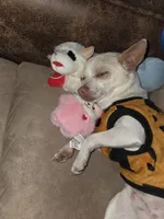 Rascal, a male Chihuahua for sale in Stedman, NC – Photo 4 of 5