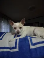 Rascal, a male Chihuahua for sale in Stedman, NC – 2 of 5