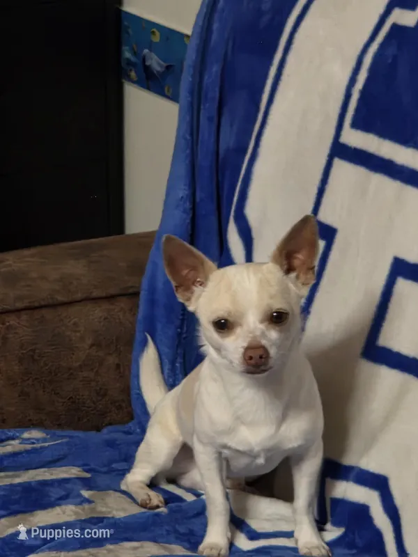 Rascal, a male Chihuahua for sale in Stedman, NC – 1 of 5