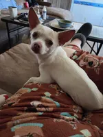 Rascal, a male Chihuahua for sale in Stedman, NC – 3 of 5