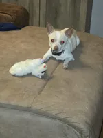 Rascal, a male Chihuahua for sale in Stedman, NC – 4 of 5