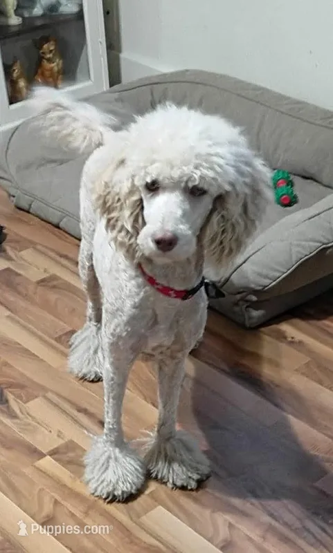 UPCOMING MOYEN POODLES – Poodle - Miniature , Poodle - Standard  puppy for sale in Alliance, NE