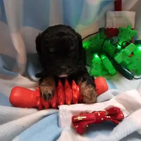 TANGE, a male Cavapoo for sale in Alliance, NE – Photo 4 of 5