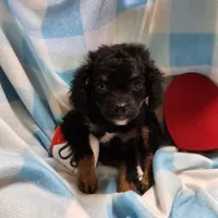 TANGE, a male Cavapoo for sale in Alliance, NE – Photo 2 of 5