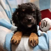 TANGE, a male Cavapoo for sale in Alliance, NE – Photo 1 of 5