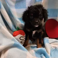 TANGE, a male Cavapoo for sale in Alliance, NE – Photo 3 of 5