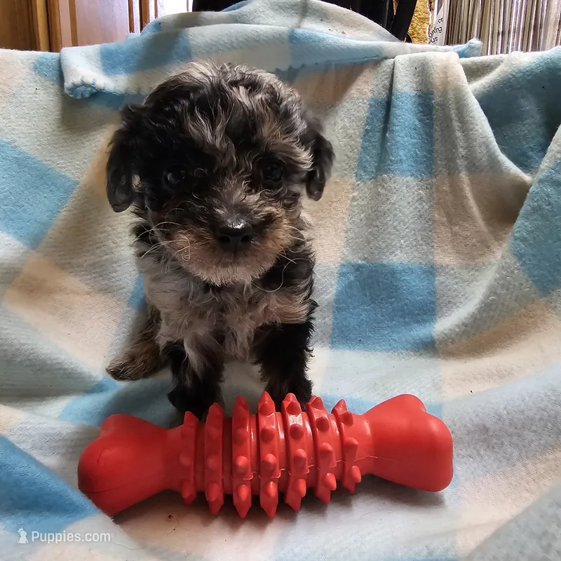 Insync – Cavapoo puppy for sale in Alliance, NE