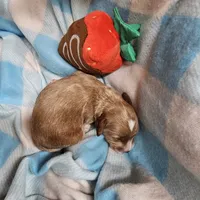 Red, a male Cavapoo and Poodle - Miniature  for sale in Alliance, NE – 2 of 2