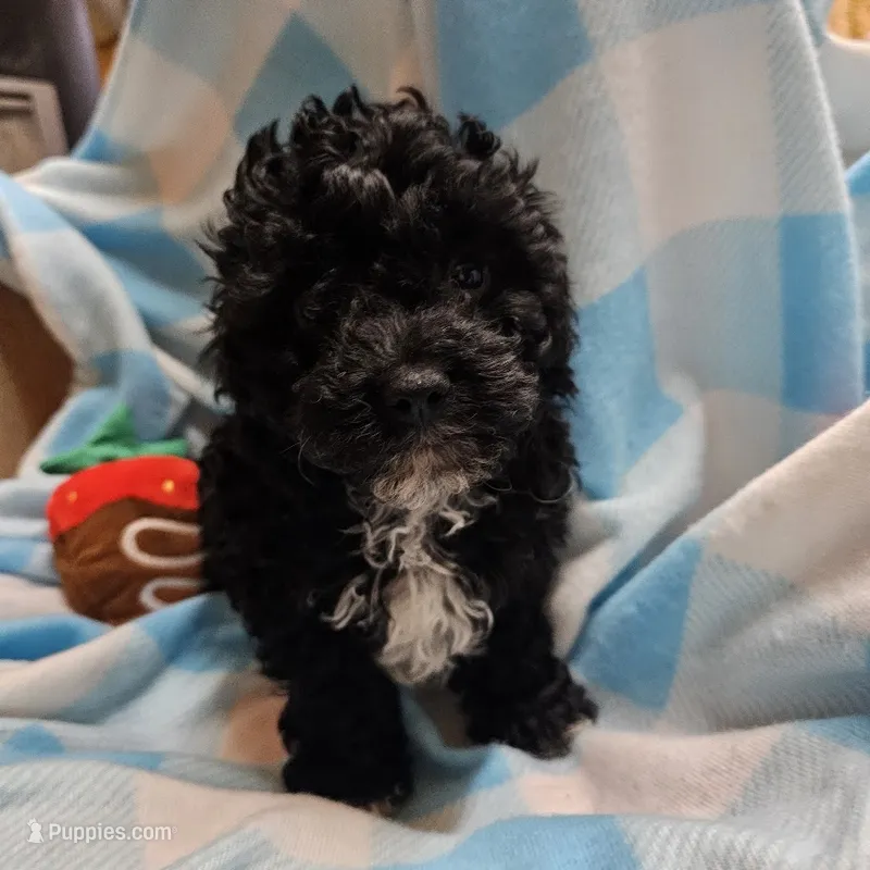 Moyen 1 – Poodle - Miniature , Poodle - Standard  puppy for sale in Alliance, NE