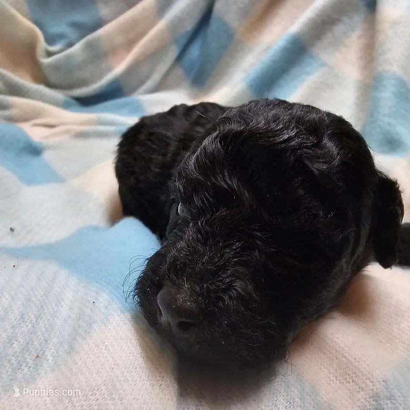 PITCH PERFECT – Cavapoo, Poodle - Miniature  puppy for sale in Alliance, NE