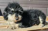 BREE adult adoption, a female Cavapoo for sale in Alliance, NE – Photo 1 of 3