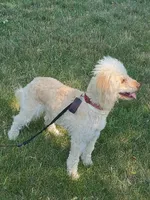 Sophie, a female Miniature Goldendoodle for sale in Alliance, NE – 3 of 4