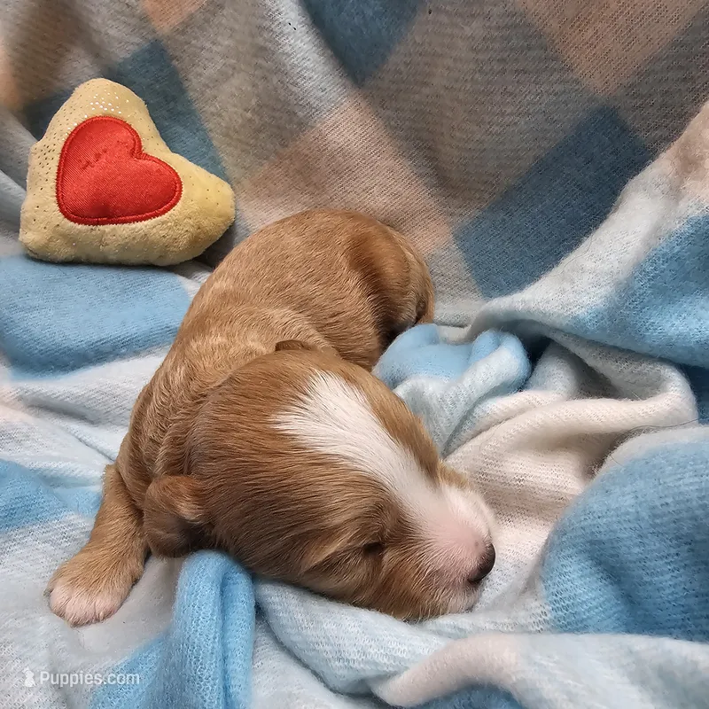 Chestnut – Cavapoo, Poodle - Miniature  puppy for sale in Alliance, NE