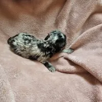 Sweet Melody, a female Cavapoo for sale in Alliance, NE – 2 of 3
