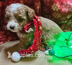 Upcoming Cavapoos (reds and light reds) – Cavapoo puppy for sale in Alliance, NE