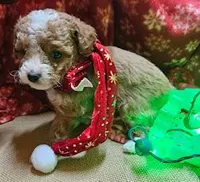 Upcoming Cavapoos (reds and light reds), a  Cavapoo for sale in Alliance, NE – Photo 1 of 6