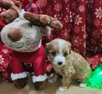 Upcoming Cavapoos (reds and light reds), a  Cavapoo for sale in Alliance, NE – Photo 4 of 6