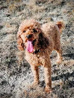 Upcoming Cavapoos (reds and light reds), a  Cavapoo for sale in Alliance, NE – Photo 2 of 6
