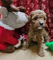 Upcoming Cavapoos (reds and light reds), a  Cavapoo for sale in Alliance, NE – Photo 5 of 6
