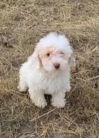 Upcoming Cavapoos (reds and light reds), a  Cavapoo for sale in Alliance, NE – Photo 3 of 6