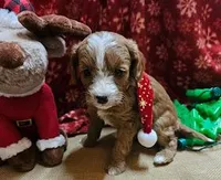 Upcoming Cavapoos (reds and light reds), a  Cavapoo for sale in Alliance, NE – Photo 6 of 6