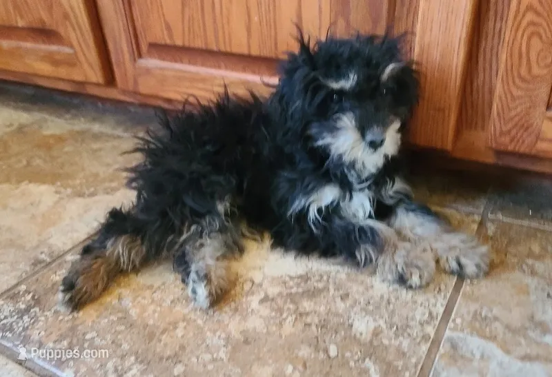 POMAGRANT – Cavapoo puppy for sale in Alliance, NE