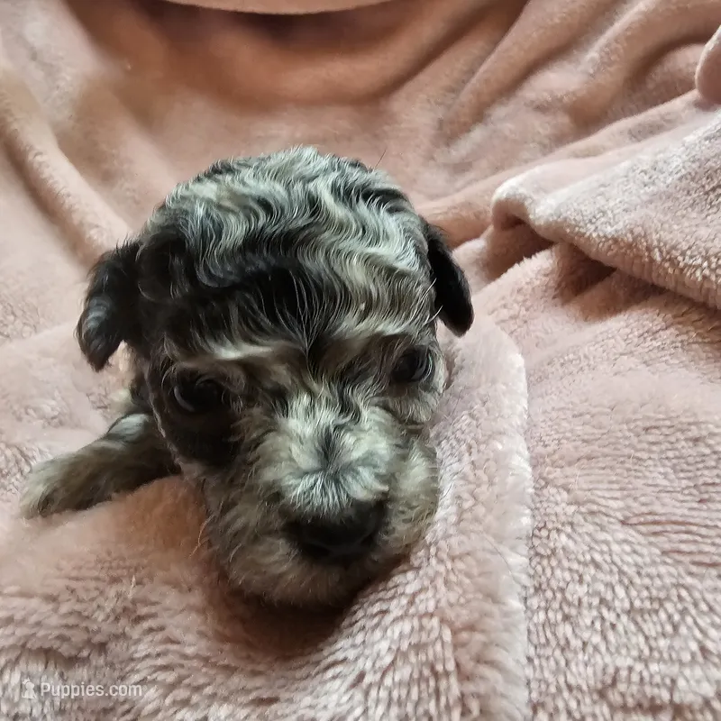 Sweet Melody – Cavapoo puppy for sale in Alliance, NE