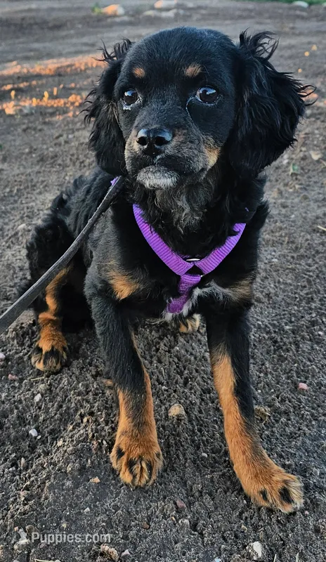 TANGE – Cavapoo puppy for sale in Alliance, NE