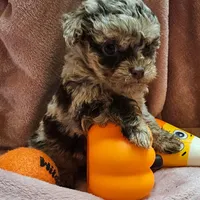 Talisa, a female Cavapoo for sale in Alliance, NE – Photo 5 of 5